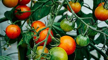 6 съвета за засаждане и отглеждане на домати