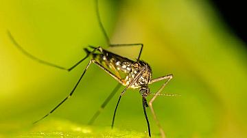 9 растения, които гонят комарите