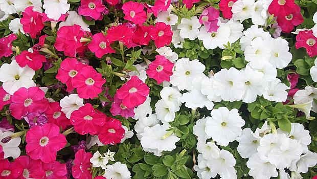 Бабини рецепти и трикове за отглеждане на цветя и други полезни растения