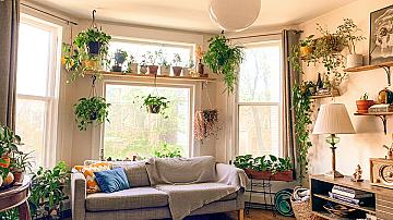 Фън Шуй тайни: 5 растения за баланс и хармония в дома